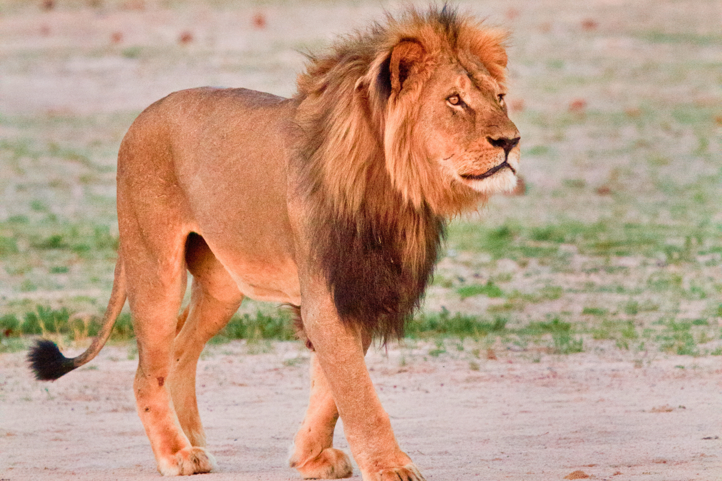 hwange national park (3).webp